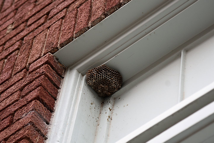 We provide a wasp nest removal service for domestic and commercial properties in Westminster.