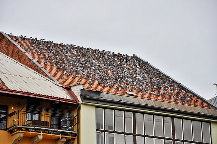 A2B Pest Control are able to install spikes to deter birds from roofs in Westminster. 